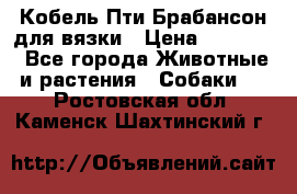 Кобель Пти Брабансон для вязки › Цена ­ 30 000 - Все города Животные и растения » Собаки   . Ростовская обл.,Каменск-Шахтинский г.